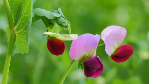 FeiLin嗲囡囡合集打包下载永久更新