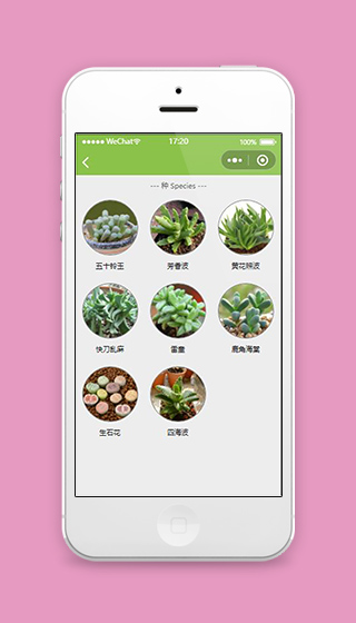 多肉微信小程序多肉种类页面源码下载
